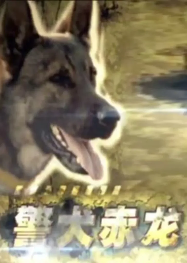 警犬赤龙2012 免费在线观看
