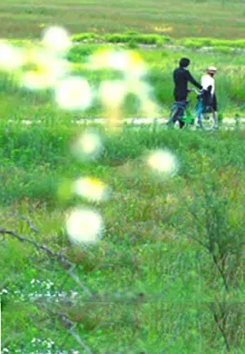 牵牛花2012海报