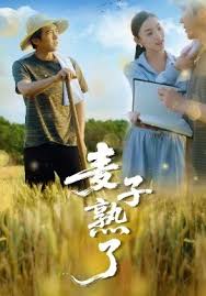 麦子熟了海报