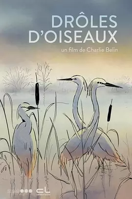 有趣的鸟海报
